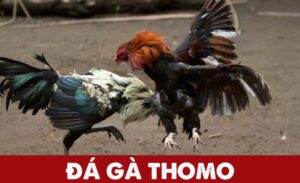 Đến xem đá gà trực tiếp Thomo, anh em có dịp được tham quan nhiều trại gà lớn nổi tiếng Đông Nam Á